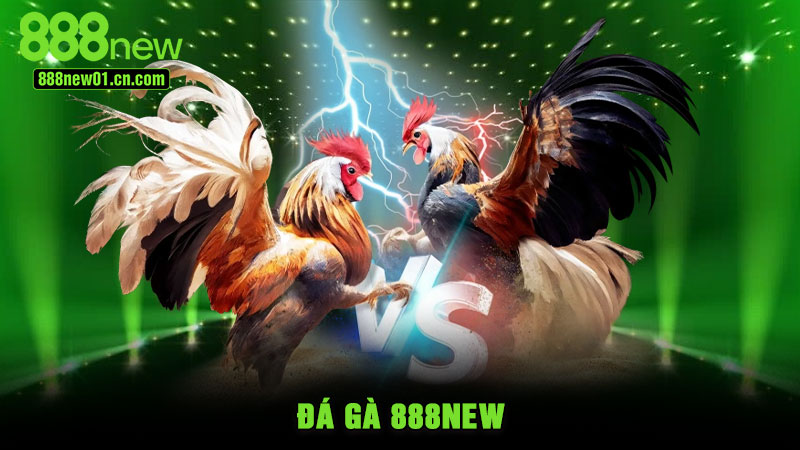 Đá Gà 888NEW